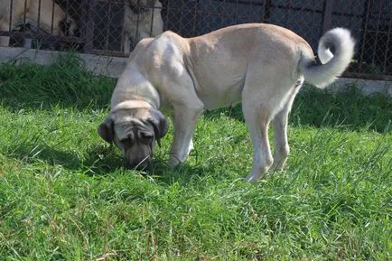 Kennel Aksaraiskaya malakly Ziraddin Rzayev