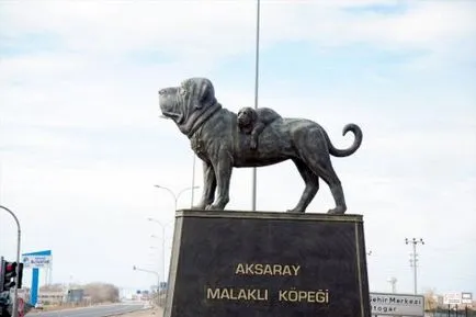 Kennel Aksaraiskaya malakly Ziraddin Rzayev