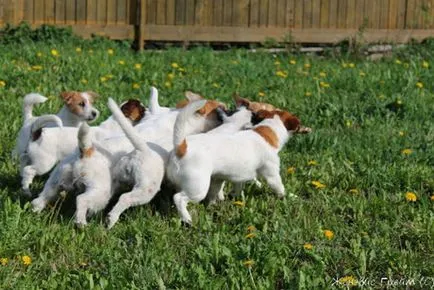 Kennel Dzhek Rassel terrier a perm zhenevis Nagy - Dzhek Rassel terrier a perm