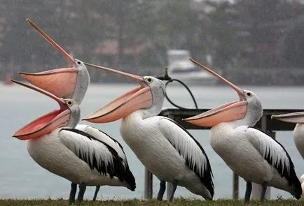 Pelican и интересни факти за птиците