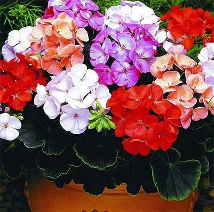 Pelargonium royal, zonális, plyuschelistnaya - gondozás és ápolása otthon