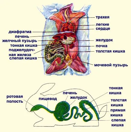 Храносмилателната и отделителната система на бозайници