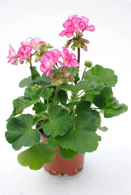 Pelargonium vigyázni, nő, reprodukálni