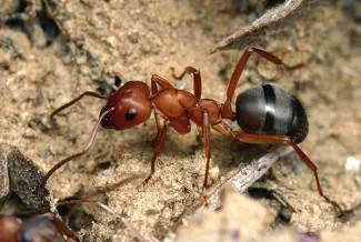 Защо мравка никога не спи, а ако го заболява