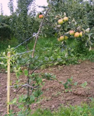 Miért kidőlt fák, a 6 hektáros