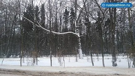 Защо дърветата не попадат