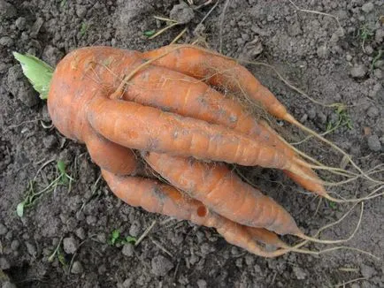 De ce morcov cu coarne cauze posibile și îngrijire corespunzătoare