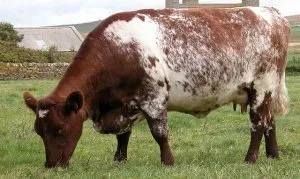 Mi érdekes dolgot lehet tanulni a Shorthorn fajta