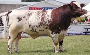 Mi érdekes dolgot lehet tanulni a Shorthorn fajta