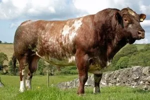 Mi érdekes dolgot lehet tanulni a Shorthorn fajta