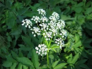 Какво е най-билка Goutweed, полезни свойства, снимки