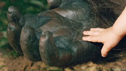 Mi teszi az emberek egyedi része az első contra