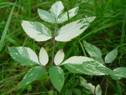 Care este planta goutweed, proprietăți utile, fotografii