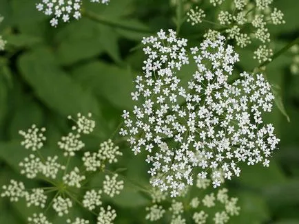 Какво е най-билка Goutweed, полезни свойства, снимки