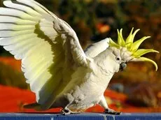 papagal cockatoo decât o pasăre mănâncă acasă