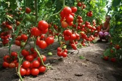 Tomate caracatiță cum să crească acest soi