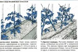 Tomate caracatiță cum să crească acest soi