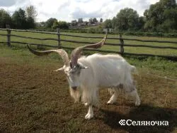 Помещение за съхранение на кози - selyanochka - портал за земеделските производители, селското стопанство, животновъдството