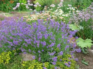 Plantarea lavandă în speciile suburbii și caracteristicile lor, de reproducție și de îngrijire, foto color