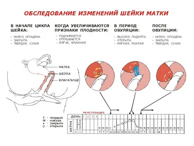 Ovuláció után, a méhnyak cseppek