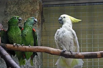 Kakadu papagáj, mint egy madár megeszi otthon