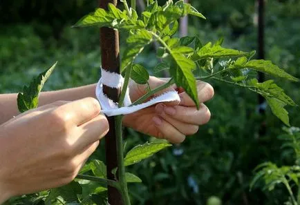 koktélparadicsommal a téli zárás, paradicsom fotó, éles és kicsi, növekszik a nyílt terepen,