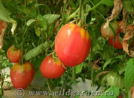 Tomate - Tomate în creștere - legume - fructe și legume de grădină - rezident de vară sălbatice