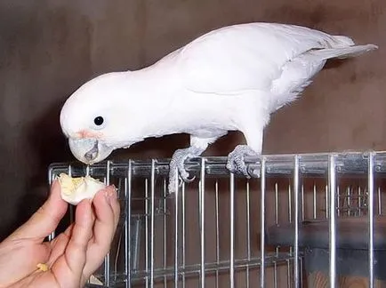 papagal cockatoo decât o pasăre mănâncă acasă