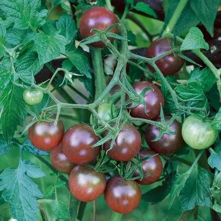 rosii cherry pentru închiderea de iarnă, fotografie roșii, ascuțite și mici, în creștere în câmp deschis,