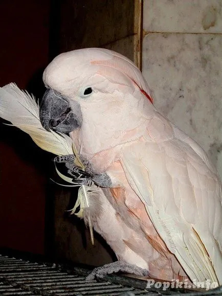 papagal cockatoo decât o pasăre mănâncă acasă