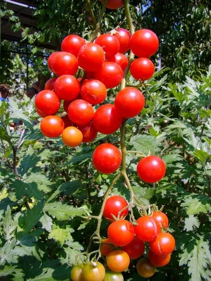 rosii cherry pentru închiderea de iarnă, fotografie roșii, ascuțite și mici, în creștere în câmp deschis,