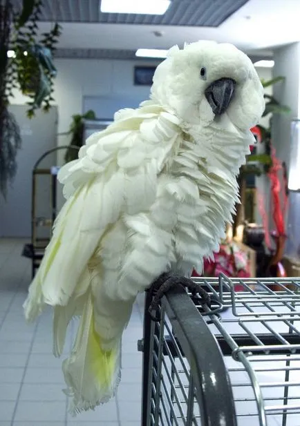 papagal cockatoo decât o pasăre mănâncă acasă