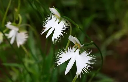 Habenaria (habenariya) снимки, описание на видовете, отглеждане и поддръжка