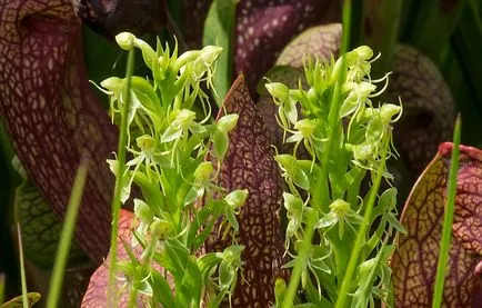 Habenaria (habenariya) снимки, описание на видовете, отглеждане и поддръжка