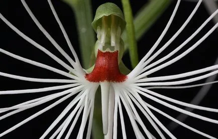 Habenaria (habenariya) fotografii, descrierea speciilor, cultivarea și întreținerea