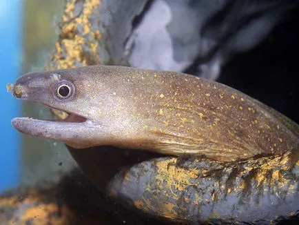 Сладководни мурената (gymnothorax плочки), аквариум в детайлите