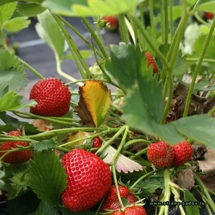 Megfelelő metszés eper a tavasz, nyár vagy ősz