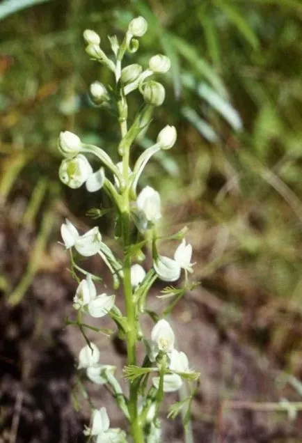 Habenaria (habenariya) снимки, описание на видовете, отглеждане и поддръжка