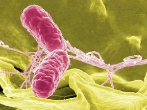 Fertőzés megelőzésére E. coli és a szalmonella, uv gyógymód