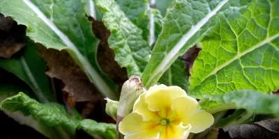 specii de Primrose, soiuri, cultivarea și îngrijirea de primule