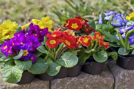 Primrose vagy Primula hálószoba