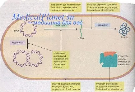 tratamentul antimicrobian