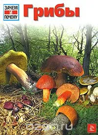 O varietate de feluri de mâncare de la agaric miere