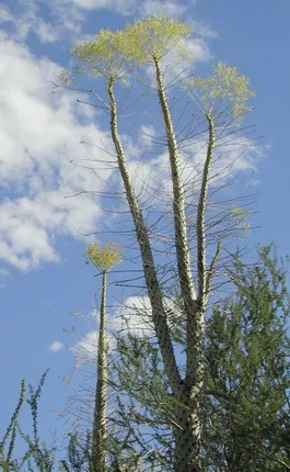 deșert Sonoran