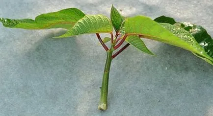 Poinsettia (Crăciun stele) - plantare și îngrijire la domiciliu, de reproducere, fotografii, cum