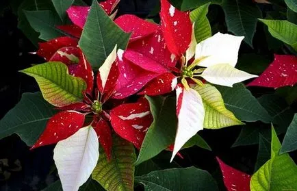 Poinsettia (Crăciun stele) - plantare și îngrijire la domiciliu, de reproducere, fotografii, cum