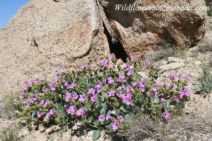 deșert Sonoran