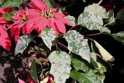 Poinsettia (Crăciun stele) - plantare și îngrijire la domiciliu, de reproducere, fotografii, cum