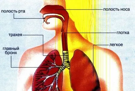 Rák korai tünetei a hörgők tünetek, diagnózis és kezelés