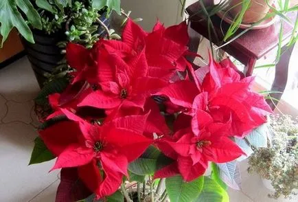 Poinsettia (Crăciun stele) - plantare și îngrijire la domiciliu, de reproducere, fotografii, cum